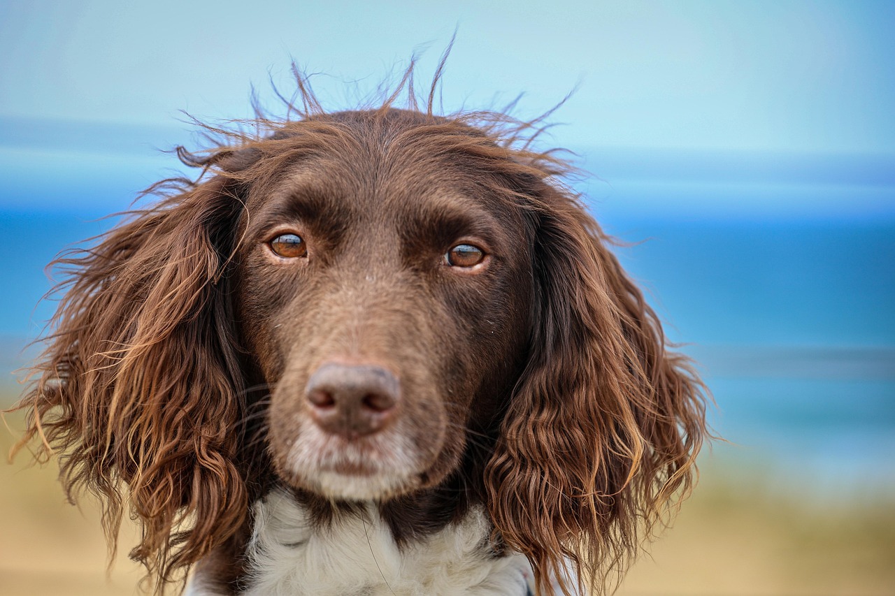 Unique Girl Hunting Dog Names: Unleash the Adventure