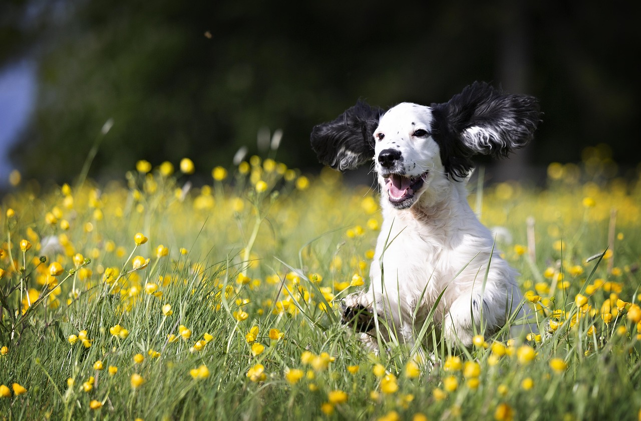 Unique Girl Puppy Names: Stand Out with Personality