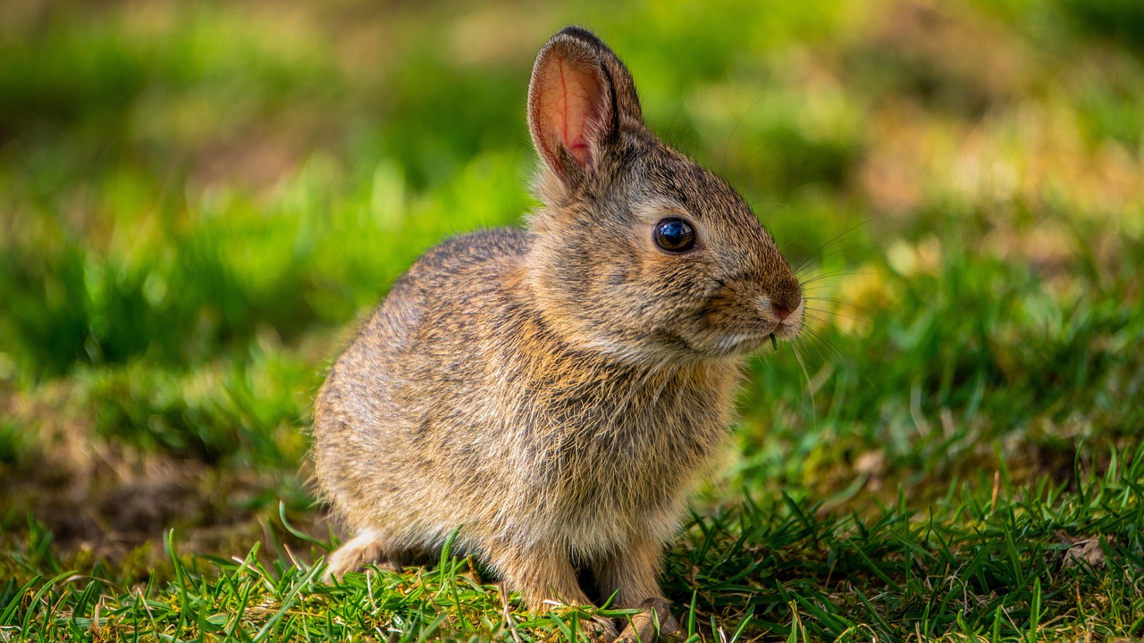 Charming Names for Bunnies Girl: Find the Perfect Name for Your Furry Friend