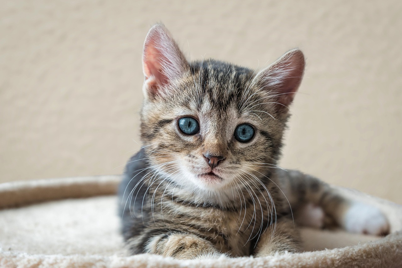 Unique Kitten Names Girl: Adorable and Creative Ideas