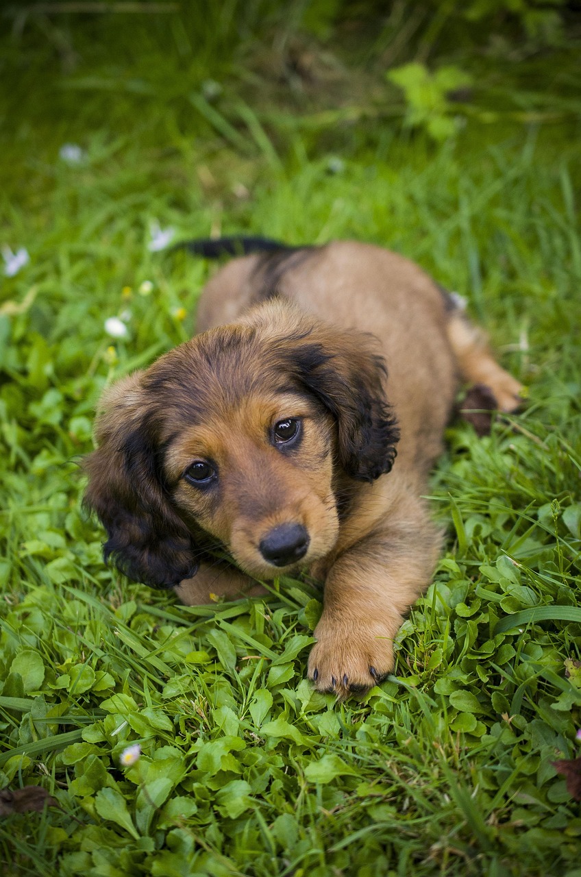 Cute Dachshund Names Girl: 50 Adorable Names for Your Furry Friend