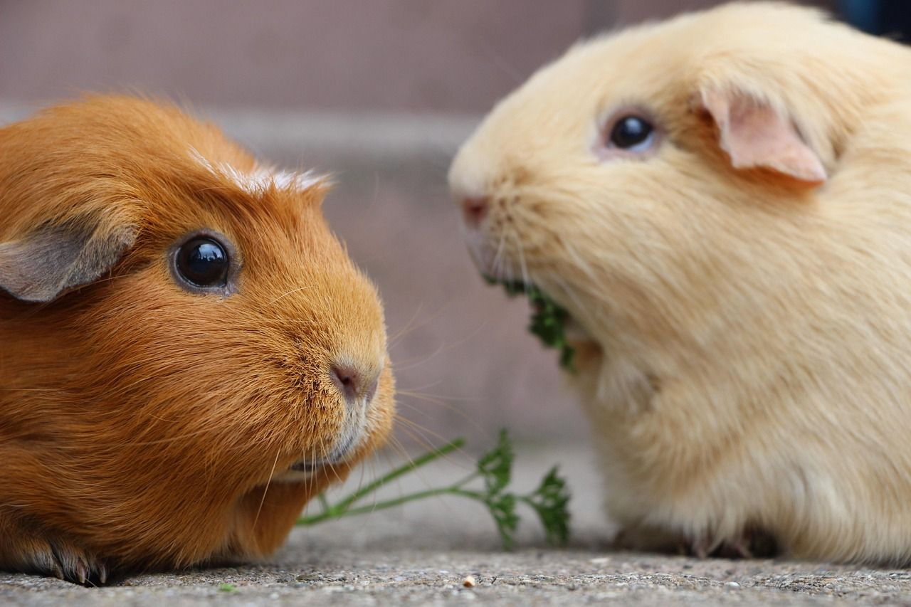 Unique Guinea Pig Names Girl: Creative Ideas for Your Furry Friend