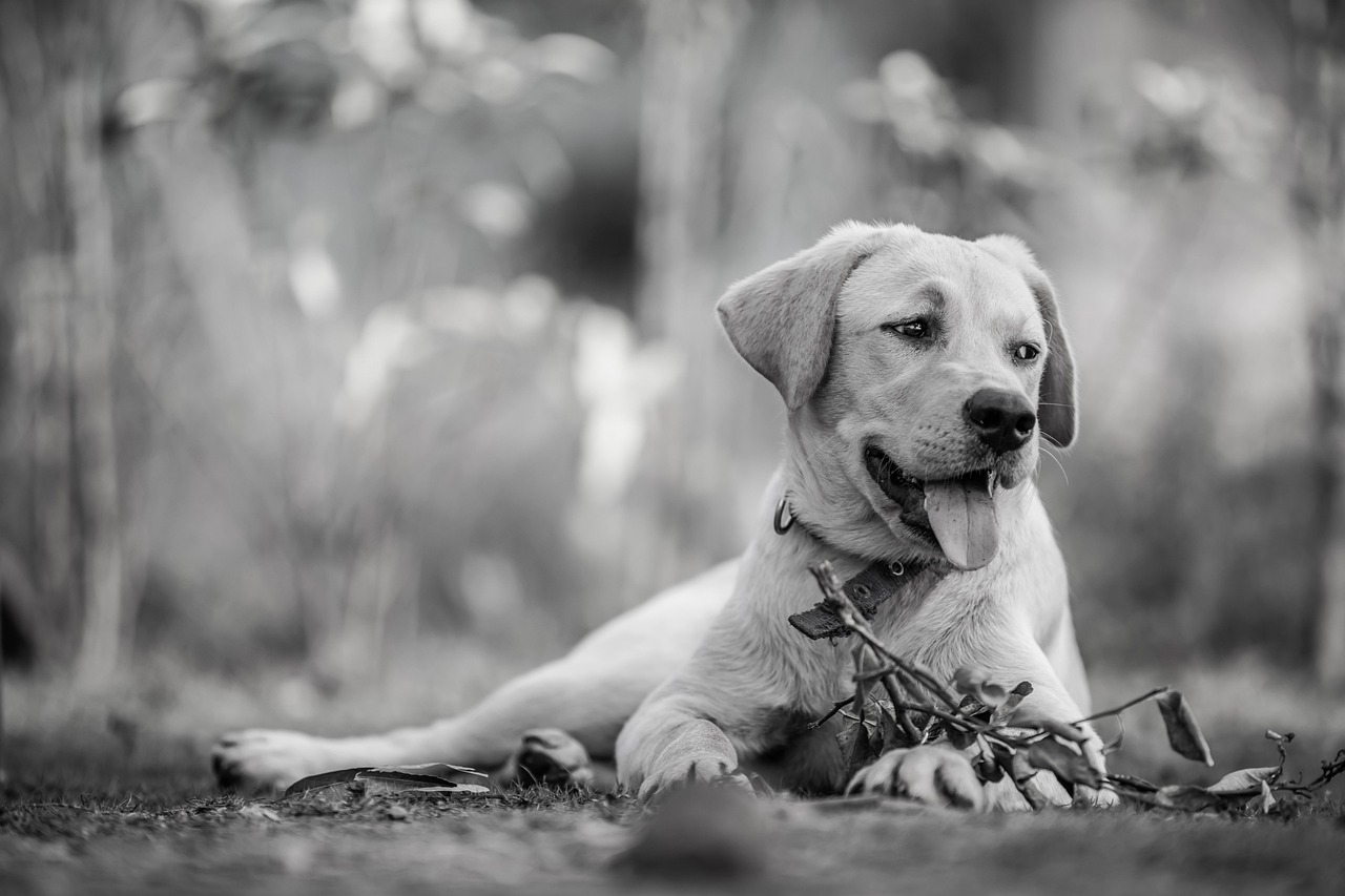 Unique Girl Names for Black Dogs: Celebrate Their Beauty