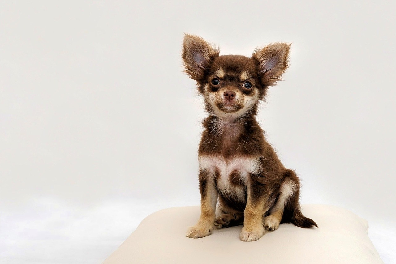 Unique Girl Chihuahua Names: Stand Out with a Creative Choice