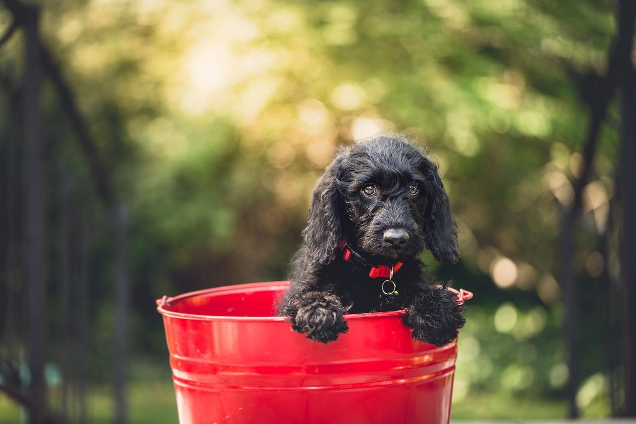 Charming Black Puppy Names for Girls: Find the Perfect Fit