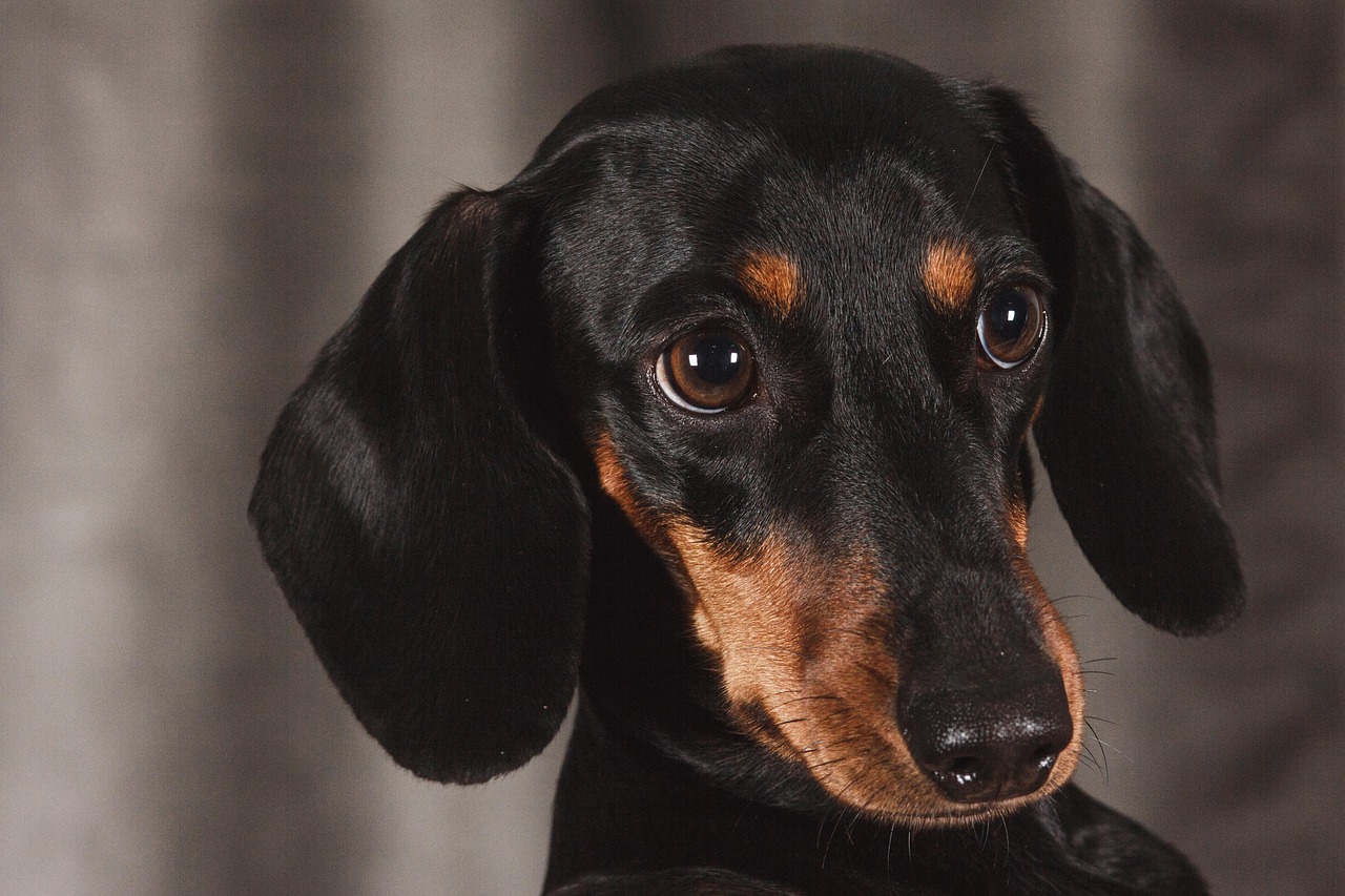 Charming Dachshund Girl Names for Your Furry Friend