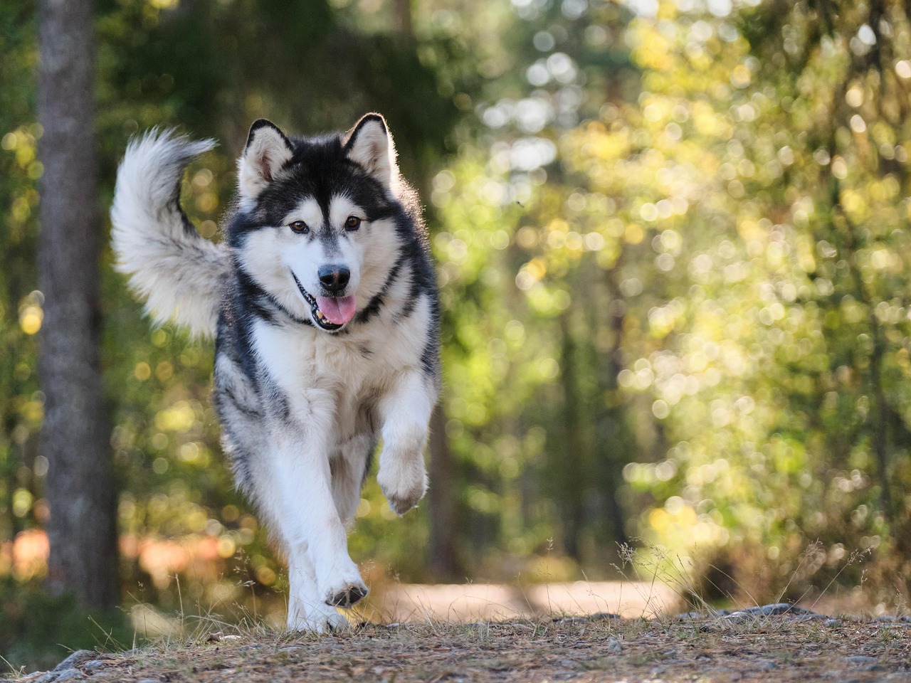 Adorable Girl Dog Names Cute: Find the Perfect Name for Your Pup