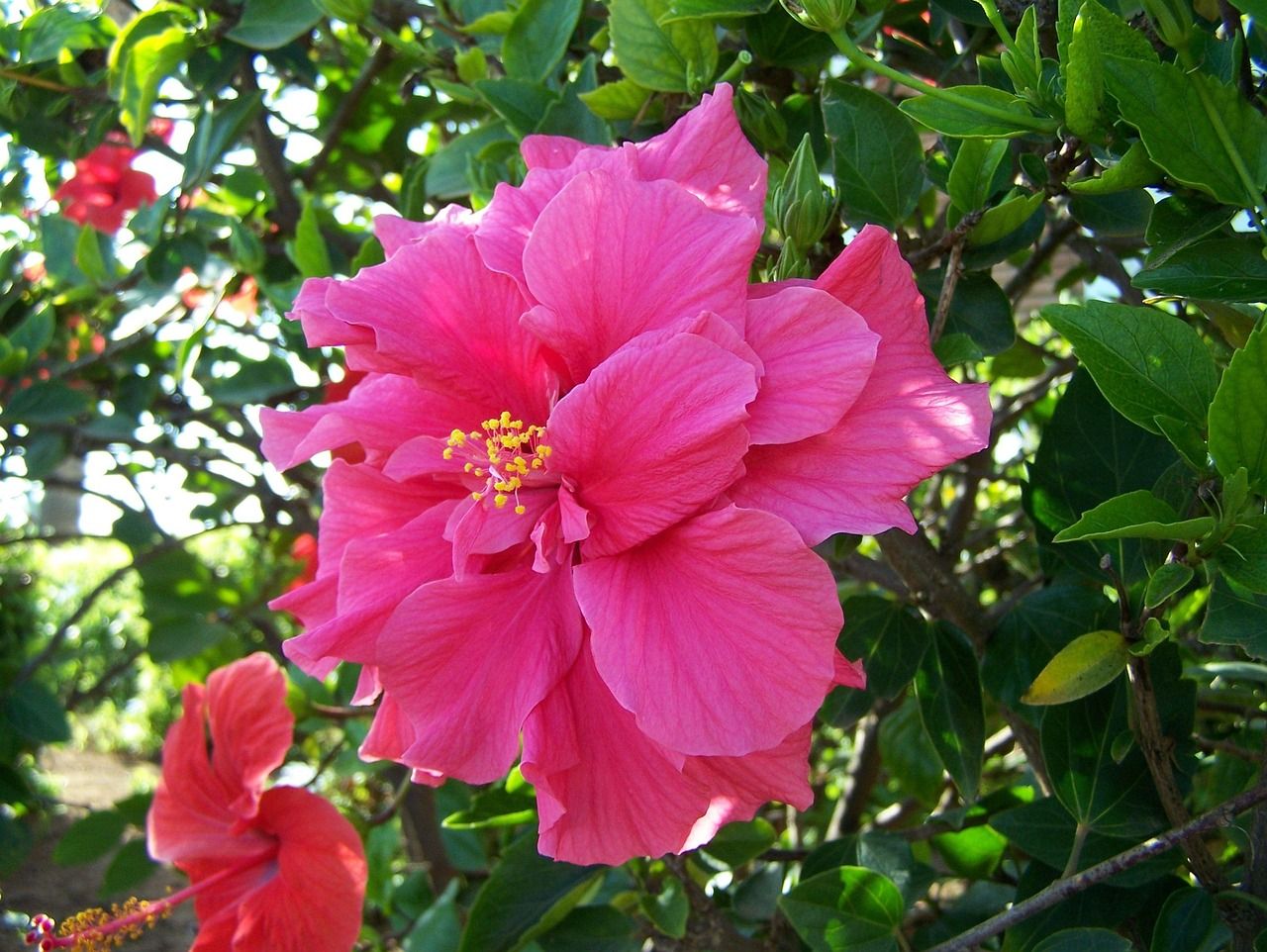 Discover Unique Hawaiian Names for Girls: Meanings & More