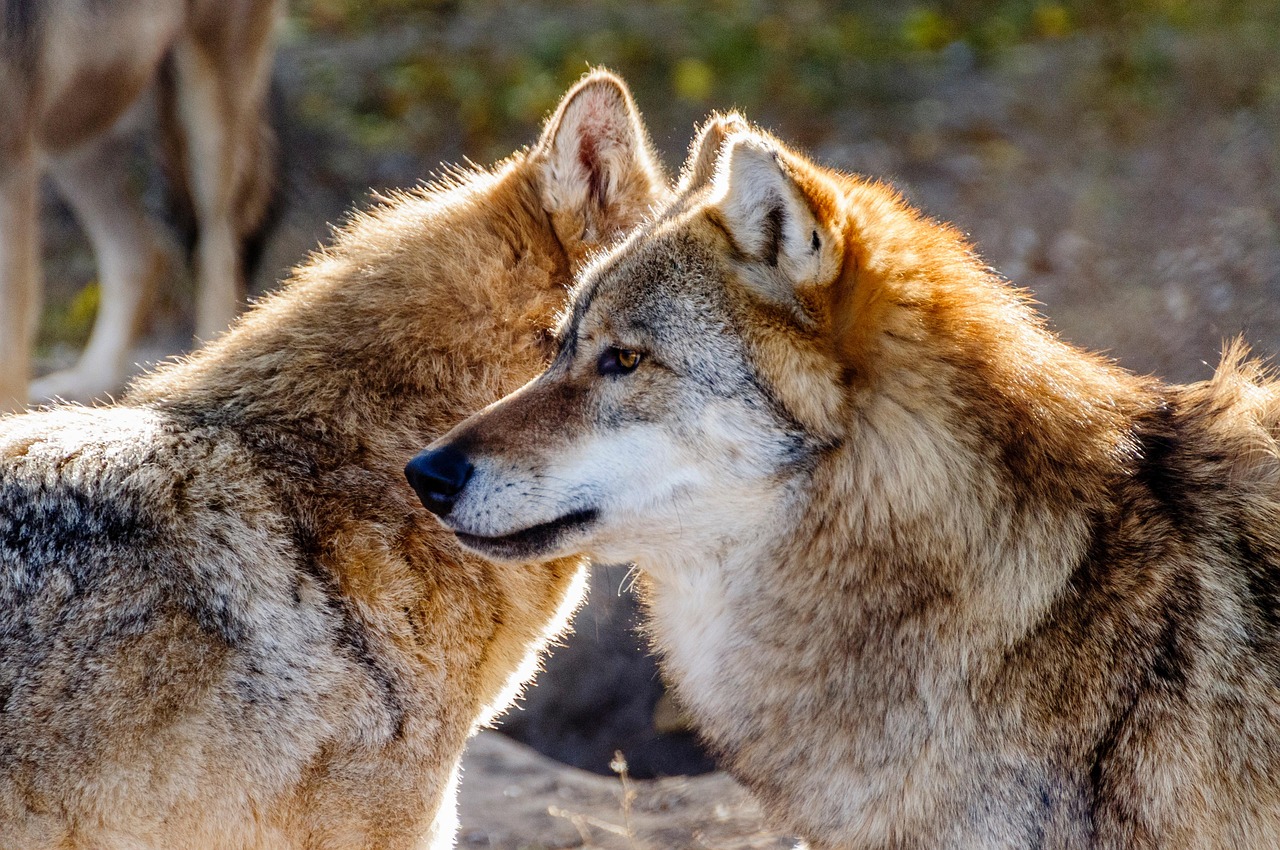 Discover Enchanting Wolf Girl Names