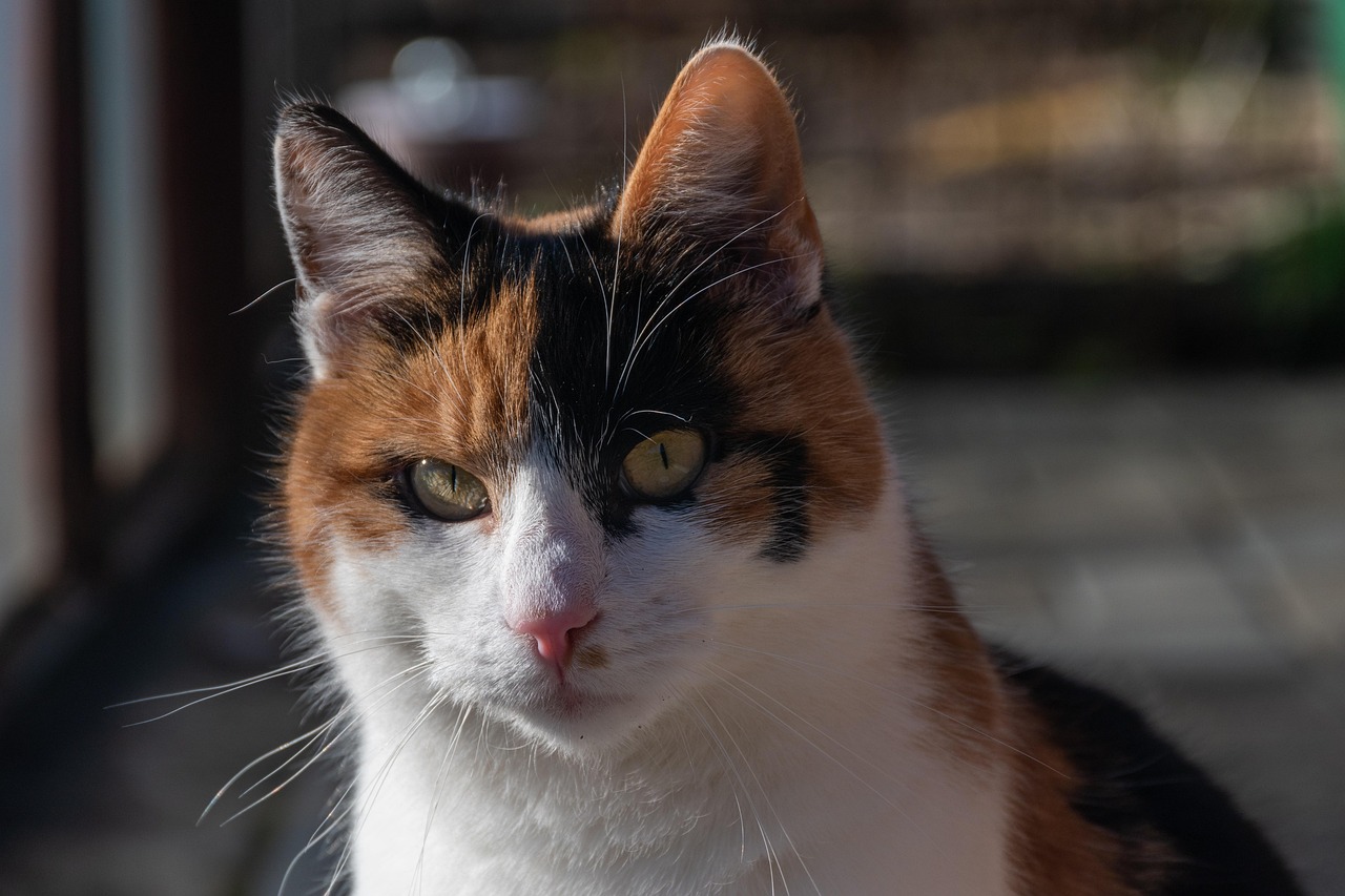 Charming Calico Girl Cat Names: Find the Perfect Name for Your Feline