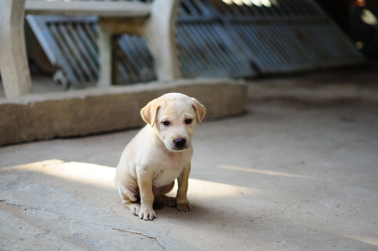 Top Girl Puppy Names: Find the Perfect Name for Your Fur Baby