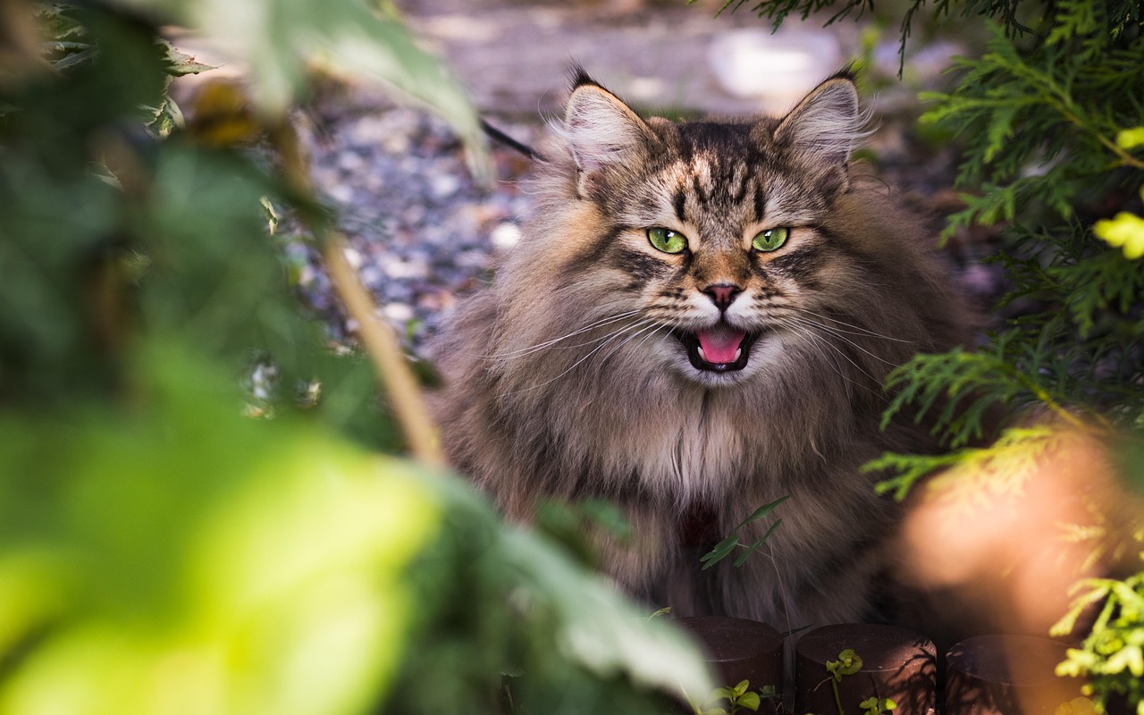 Creative Names for a Girl Cat: Find the Purr-fect Fit!