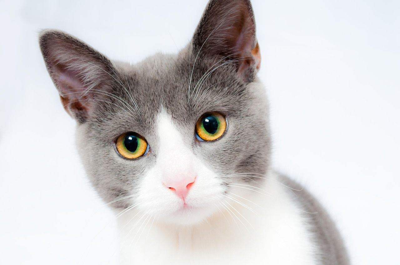 Discover the Purr-fect Names for Girl Cats