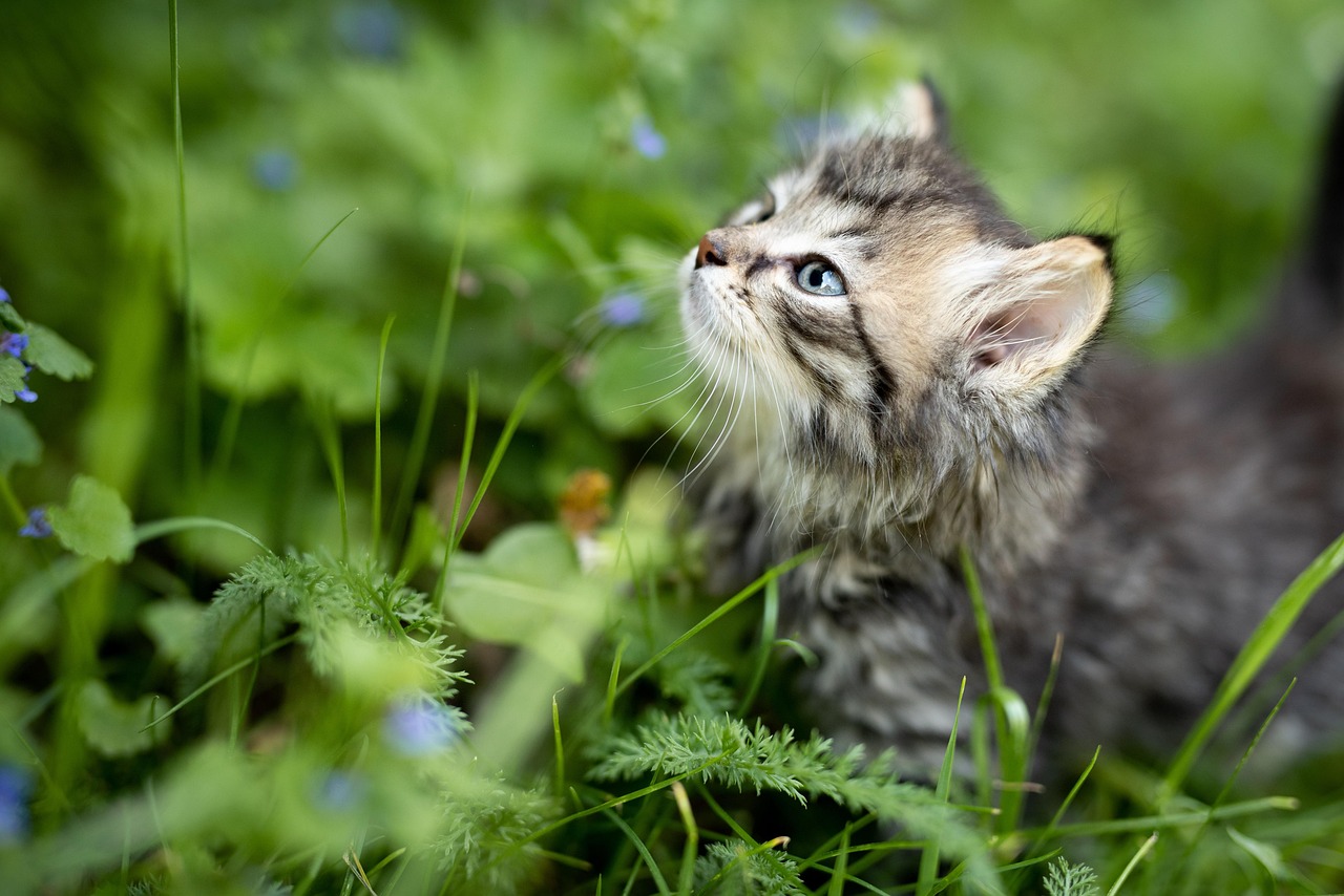 Adorable Girl Names for Kittens: Find the Perfect Name