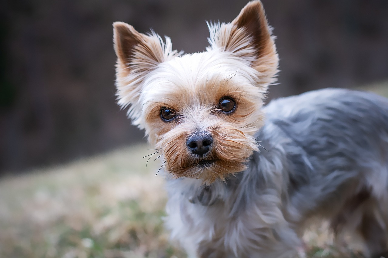 Charming Small Dog Girl Names for Your Little Companion