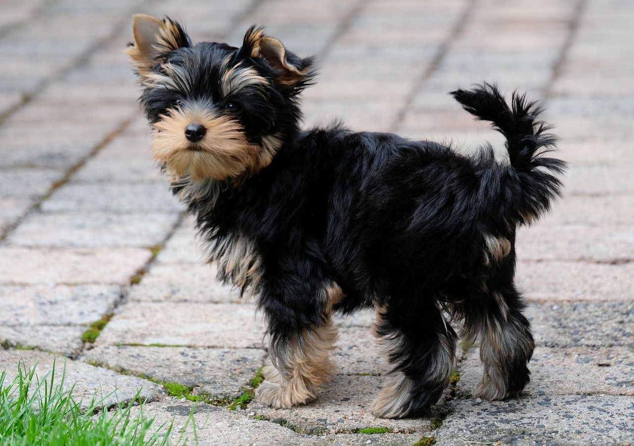 Charming Yorkie Girl Names for Your Adorable Pup