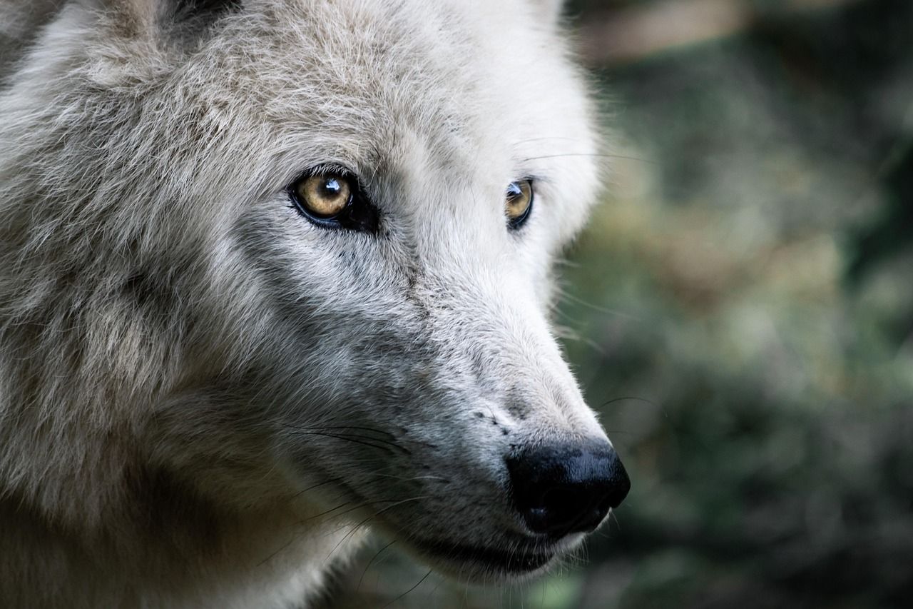 Enchanting Girl Names That Mean Wolf: Unique and Meaningful Choices