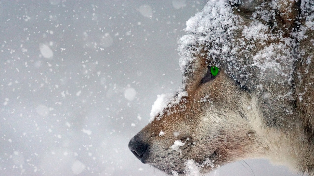 Which Cherokee Girl Name Means Wolf? Discover Its Meaning and Significance