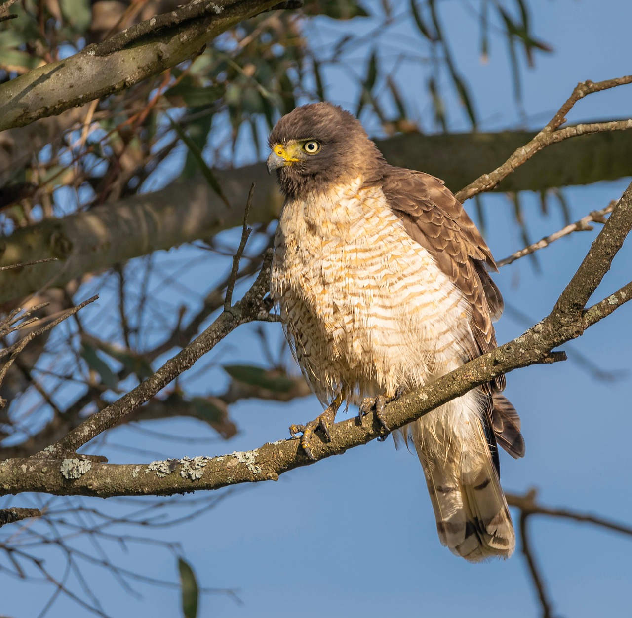 The Fascinating Meaning Behind the Hawk Tuah Girl Name