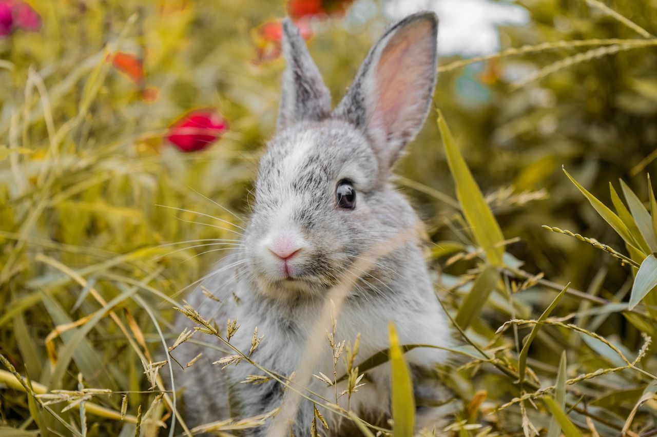 Charming Bunny Names for Girls: Perfect Choices for Your New Pet