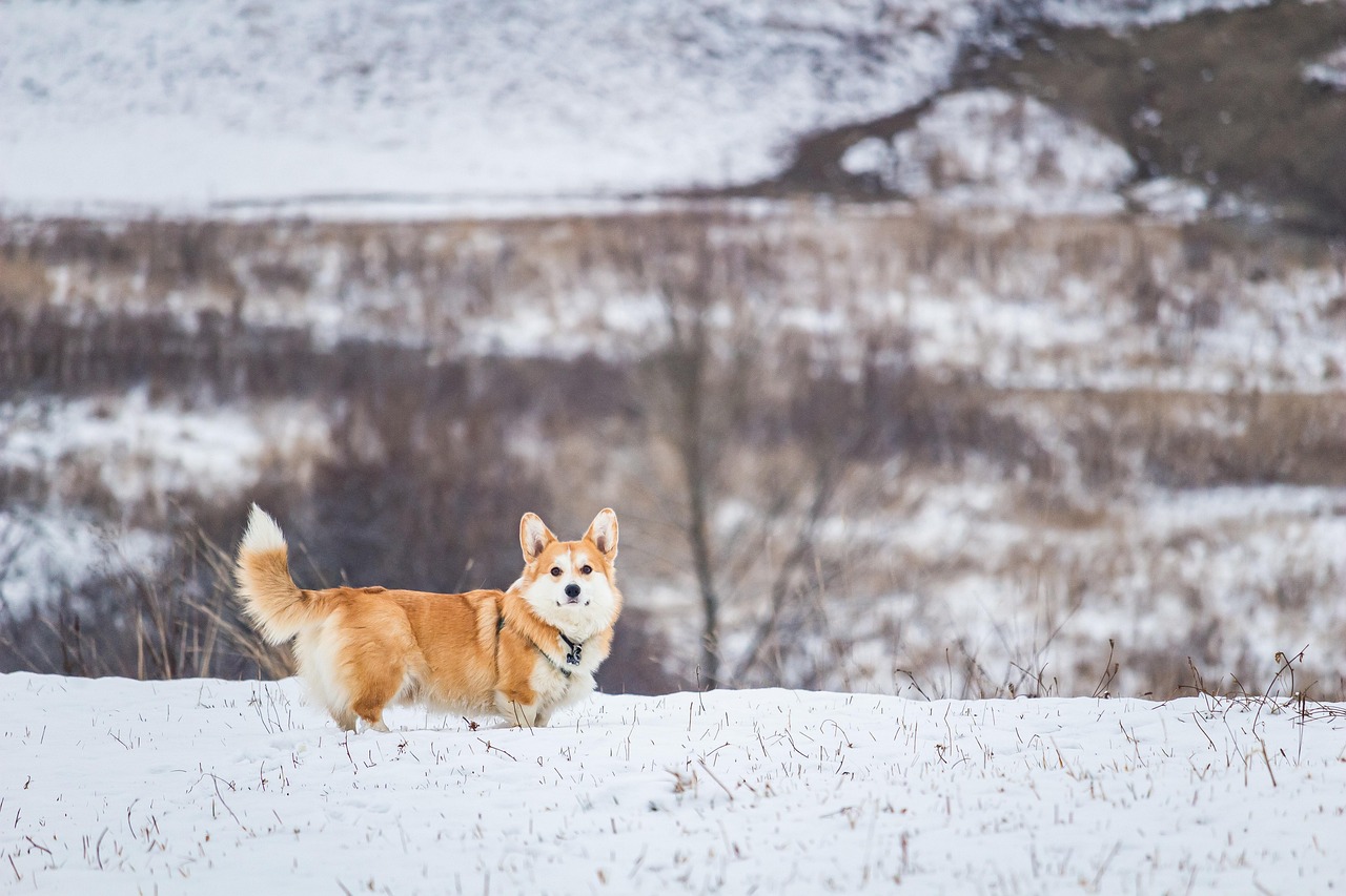 Charming Girl Corgi Names: A Complete Guide