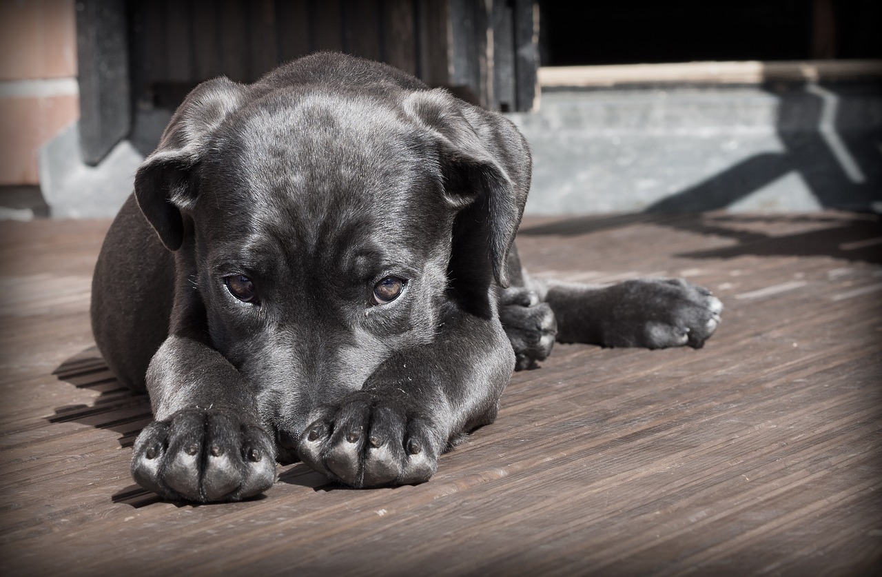 Good Dog Girl Names: The Best Picks for Your Furry Friend