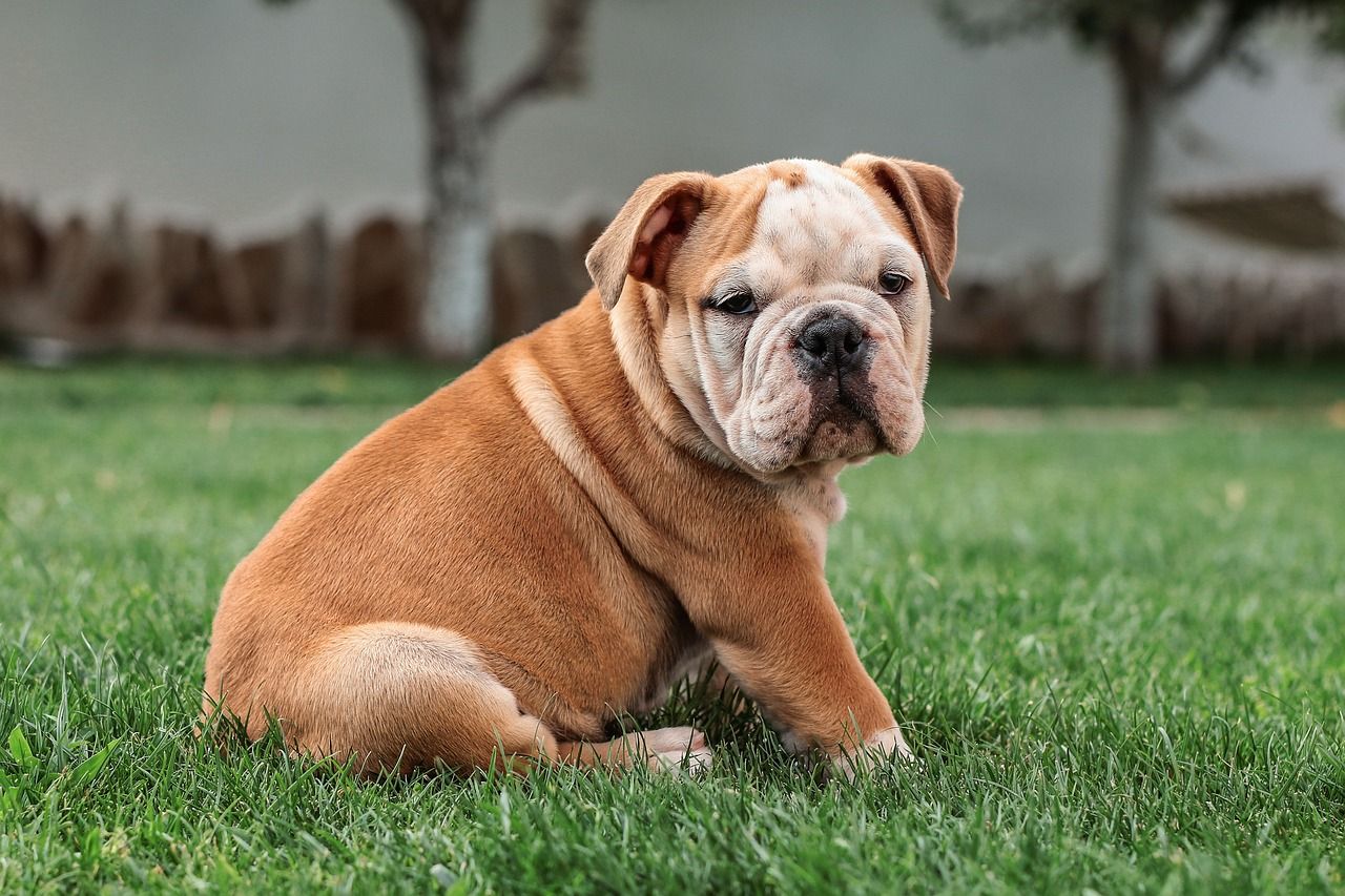 Perfect Girl Bulldog Names: Unique & Adorable Options!