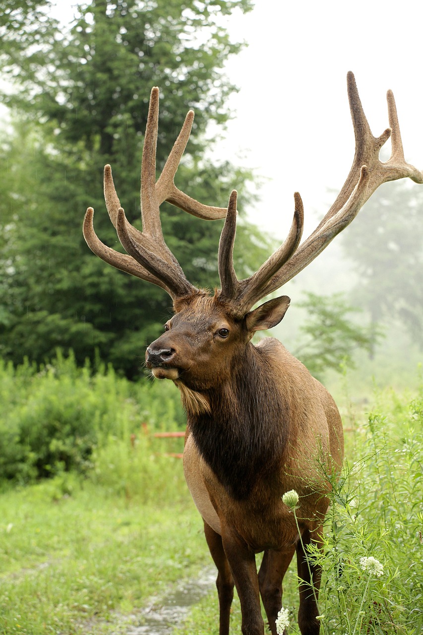 Which Cherokee Girl Name Means Elk? Discover the Meaning Behind Unique Names