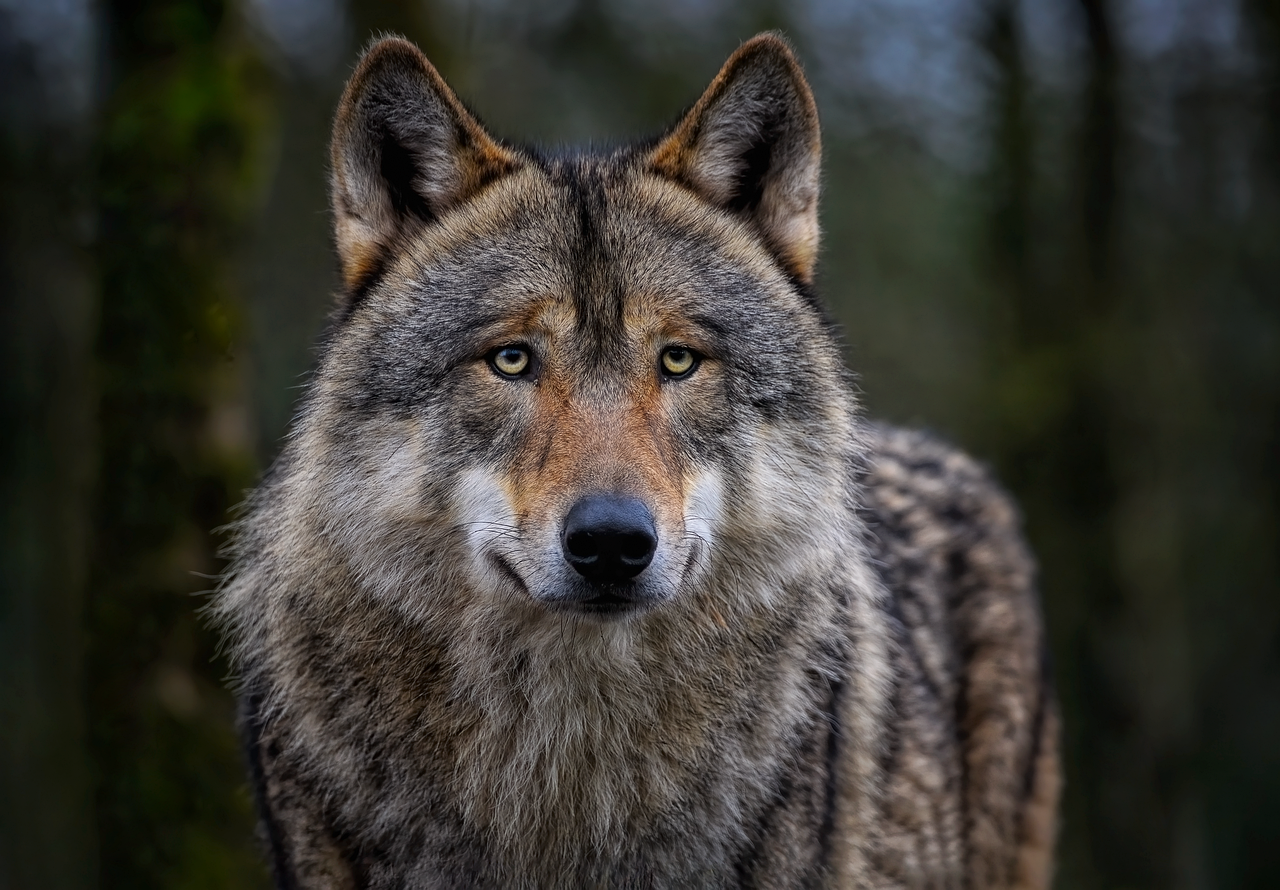 Cherokee Girl Names Meaning Wolf: Discover Unique and Powerful Names