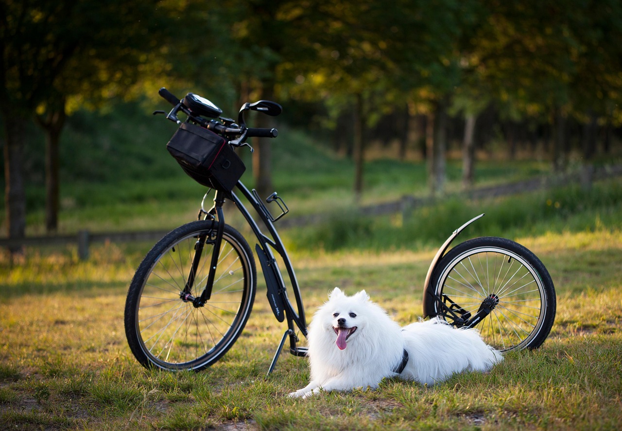 Charming Names for Girl Dogs: Find the Perfect Fit!