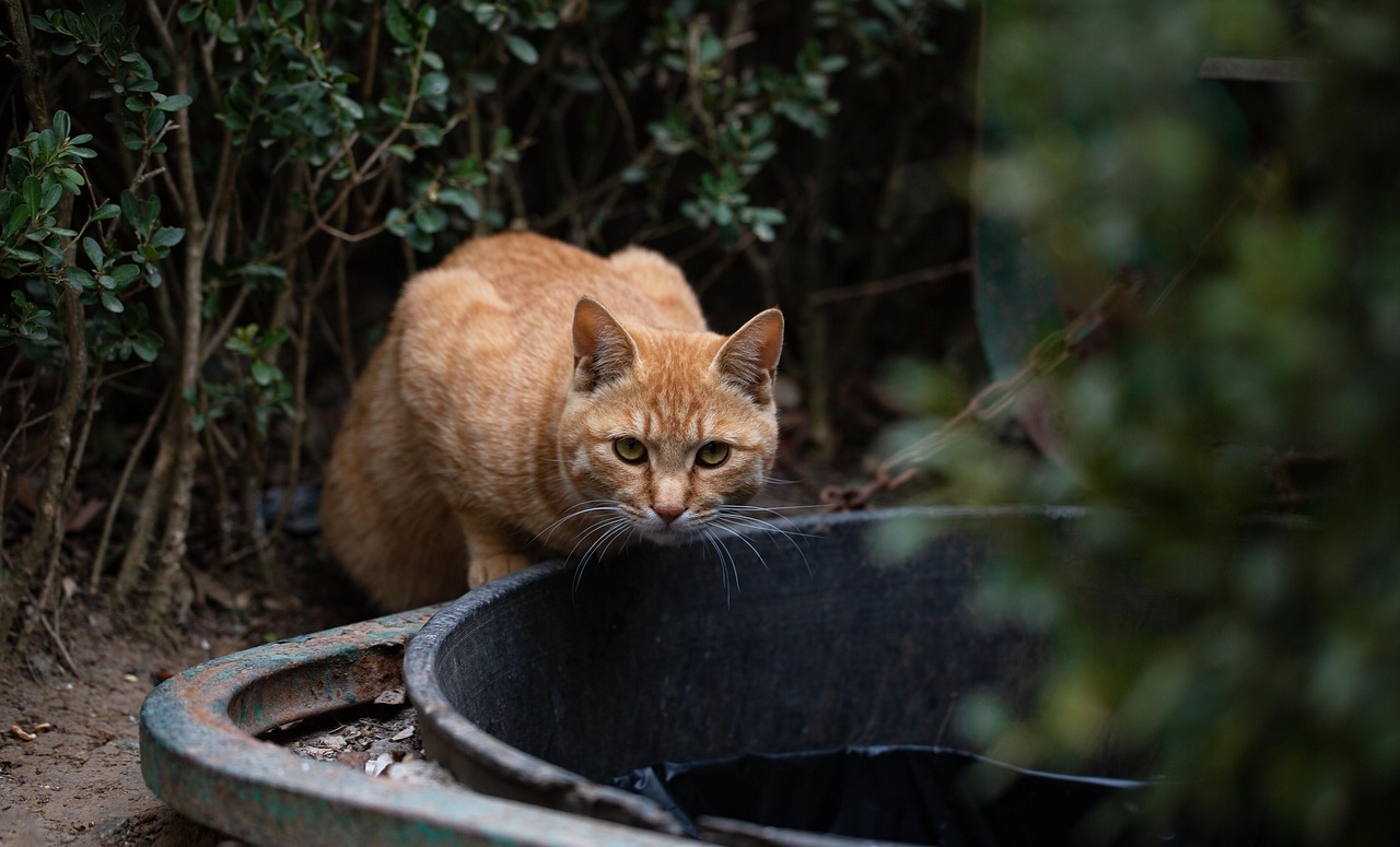 Charming Orange Cat Girl Names: A Purrfect Guide