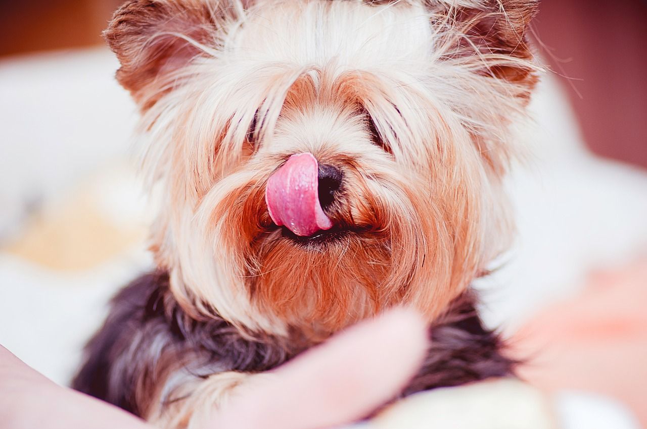 Unique Uncommon Yorkie Names for Your Girl Pup