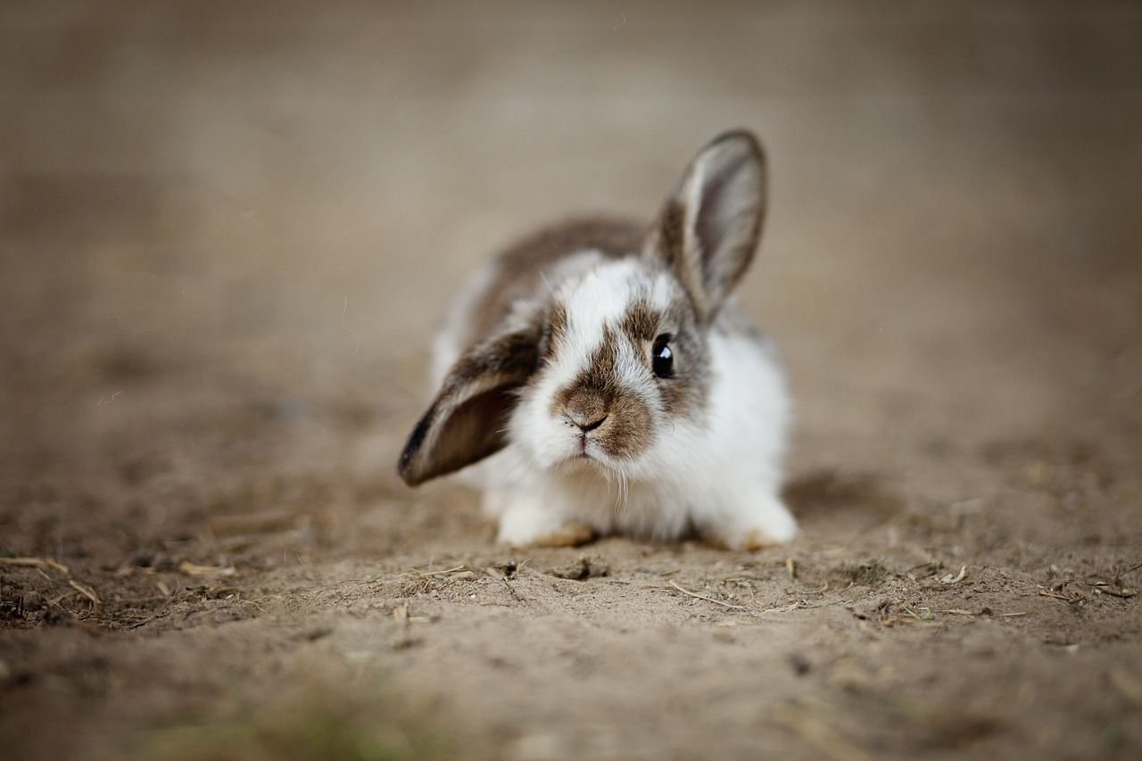 Unique Bunny Names for Girls – Creative and Playful Ideas