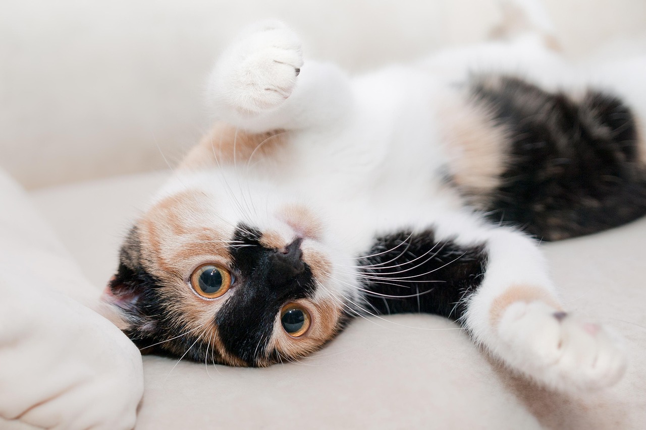 100 Unique Girl Cat Names for Your Feline Friend