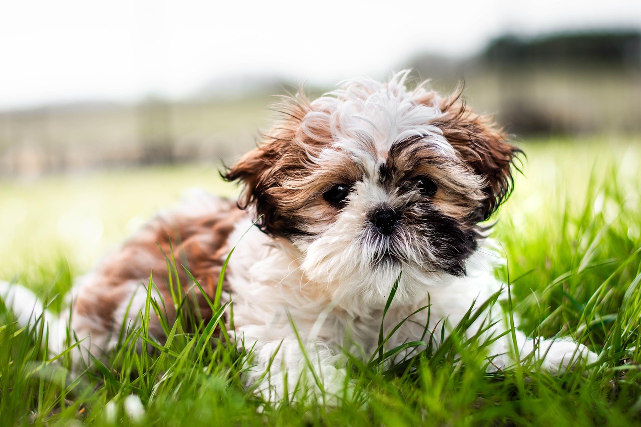 Charming Shih Tzu Girl Names: Find the Perfect Name for Your Pup