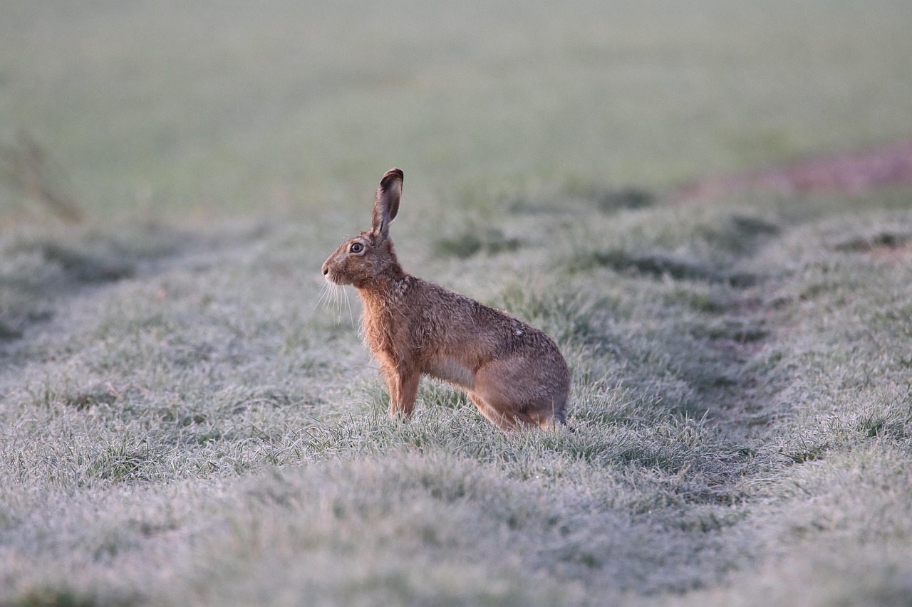 Heather Hare on Good Morning America: What You Need to Know