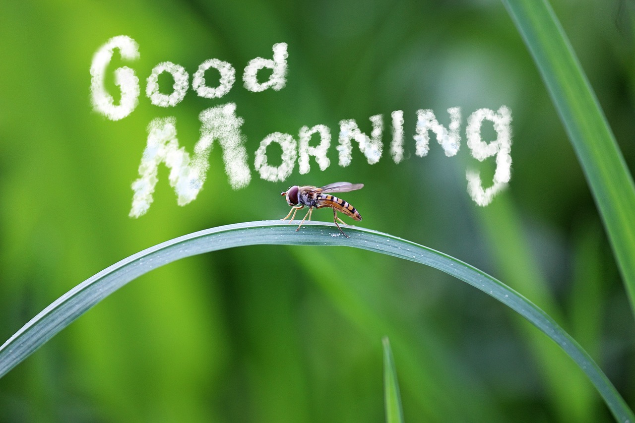 Good Morning My Love Gifs: Spread Love with Animated Greetings