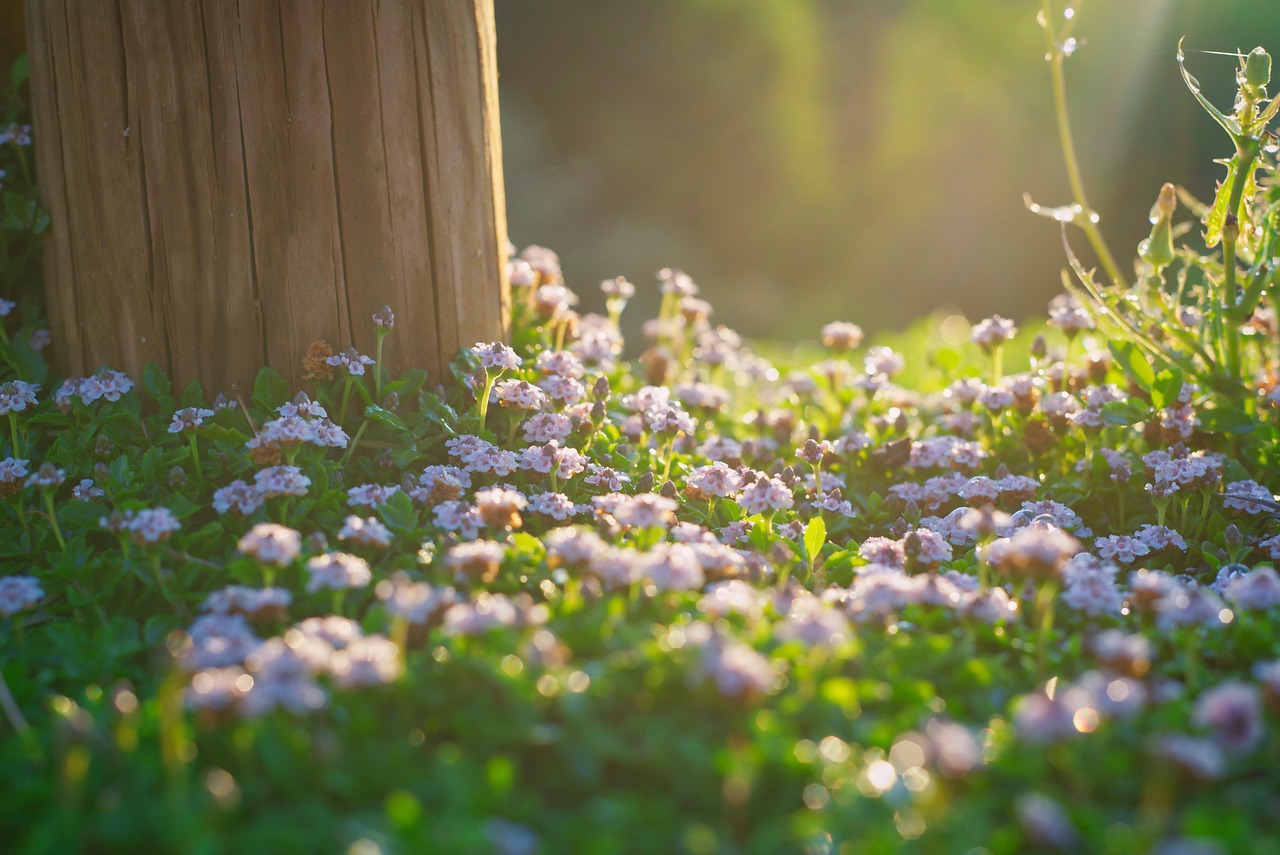 Good Morning of Flowers: Brighten Your Day with Nature's Beauty