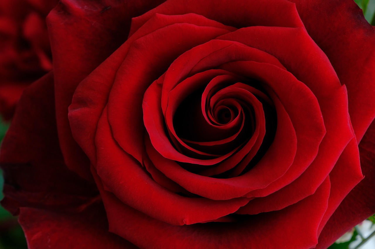 Love Good Morning Rose: Express Your Affection with a Touch of Elegance