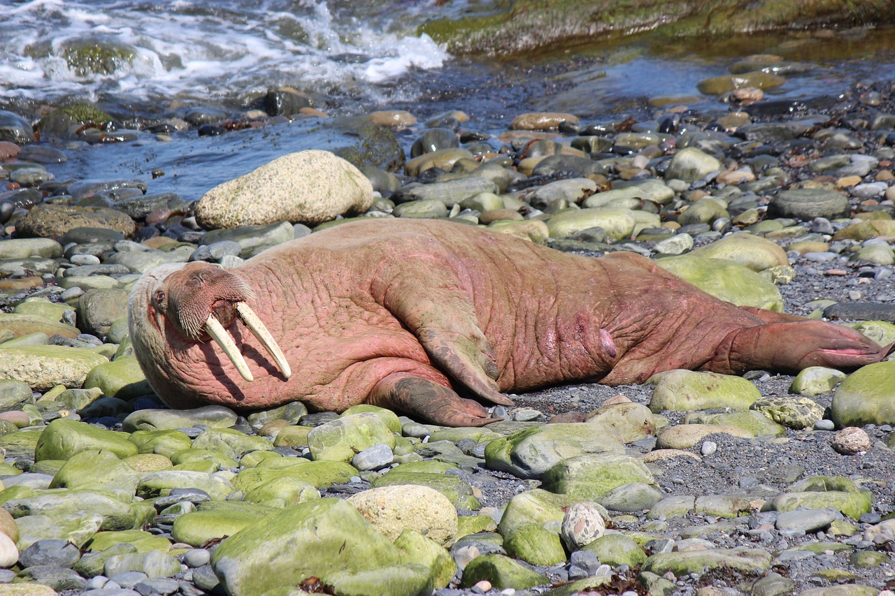 Good Morning Walrus: A Joyful Start to Your Day!