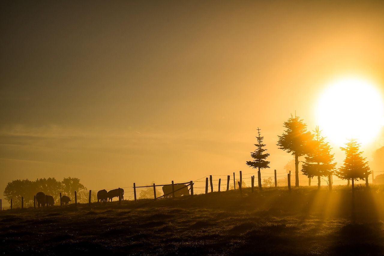 How to Say Good Morning in Persian: A Complete Guide