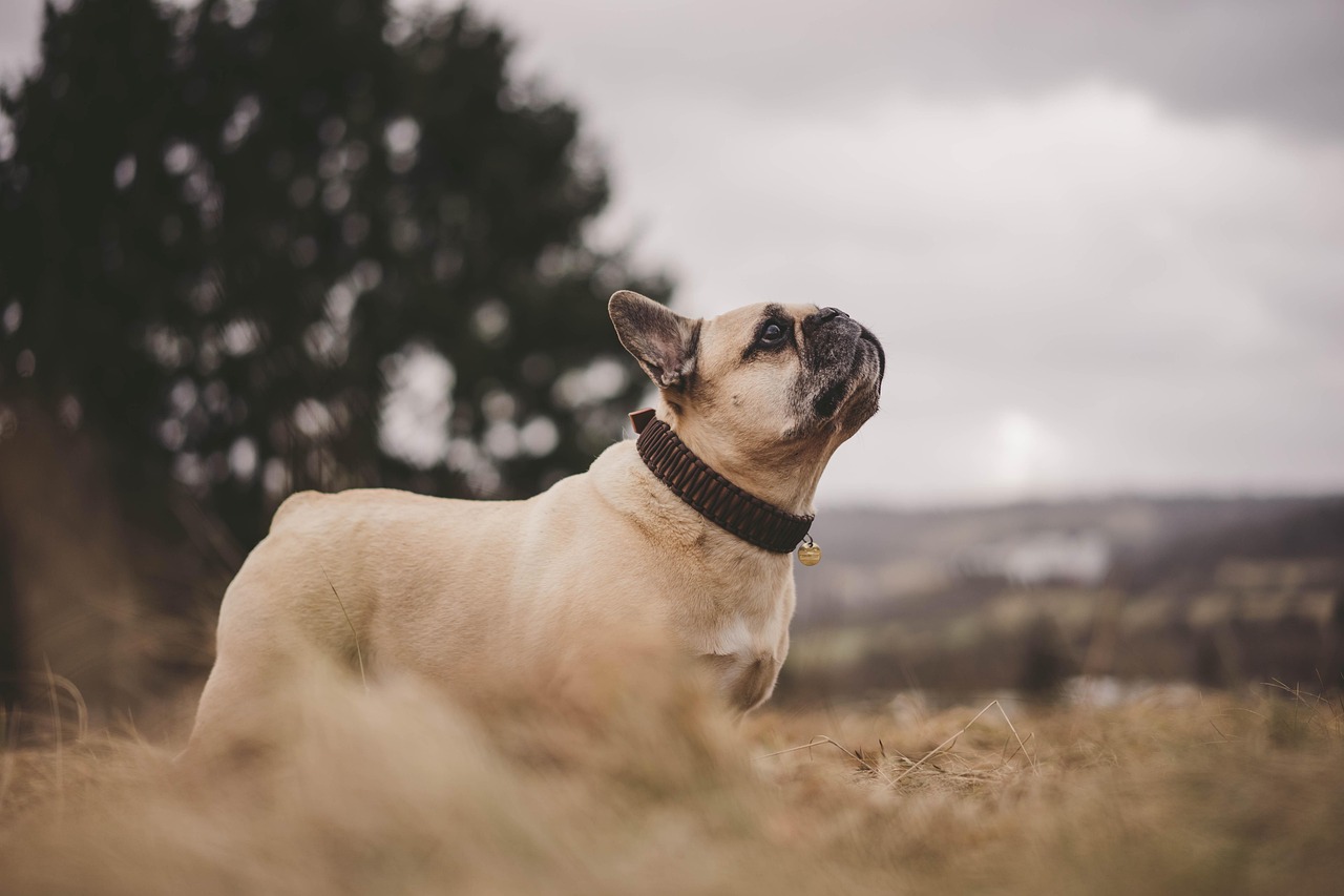 Discover the French of Good Night: Say It Like a Native!