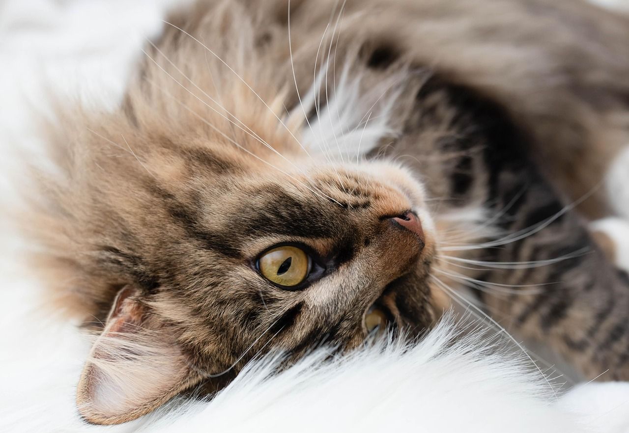 Good Night Kitty: Create the Perfect Bedtime Routine for Your Feline Friend