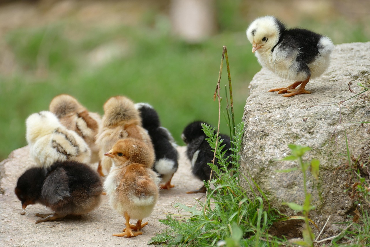 Good Night Chicken: A Delicious Recipe for Dinner