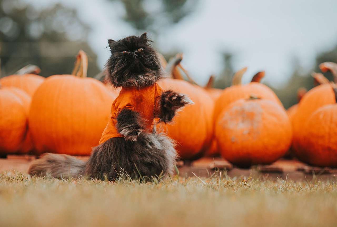 Cute Halloween Costumes for Girls: Creative and Fun Ideas for the Spooky Season