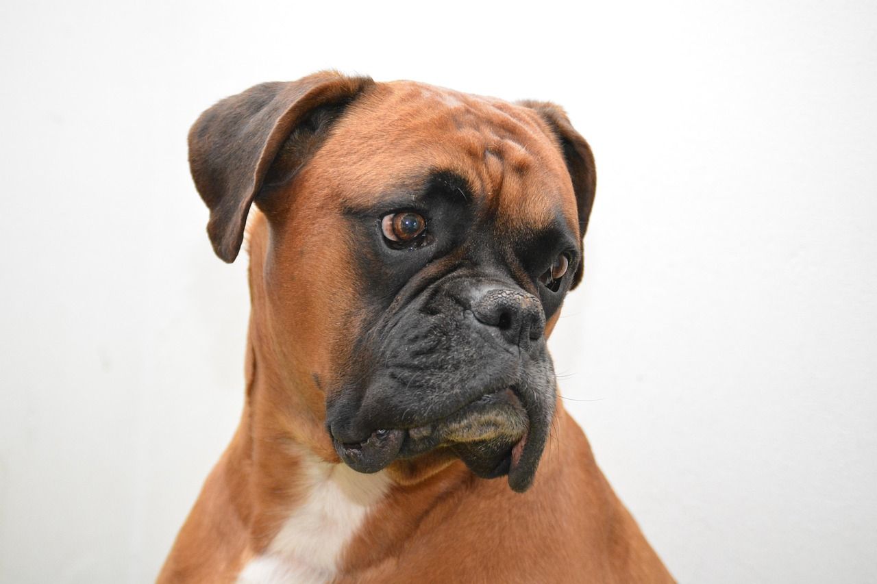 Get Ready for Halloween with a Fun Boxer Halloween Costume