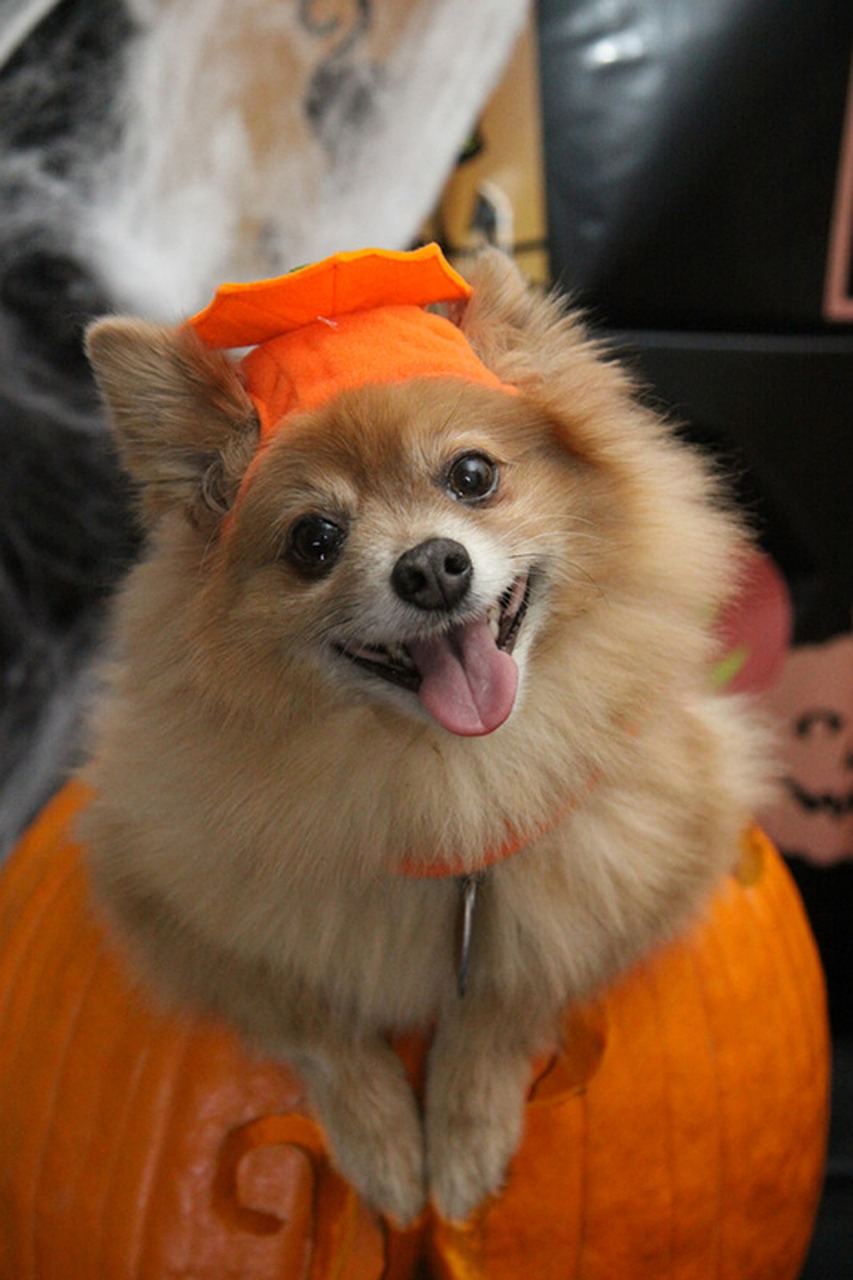 Spook-tacular Dog Halloween Costumes for Your Furry Friends