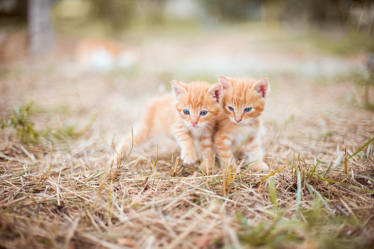 Cute Kitten Halloween Costumes: Purrfect Ideas For Your Feline Friend