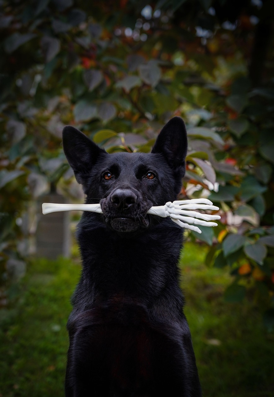 Spooktacular Target Dog Halloween Costumes for Every Pooch