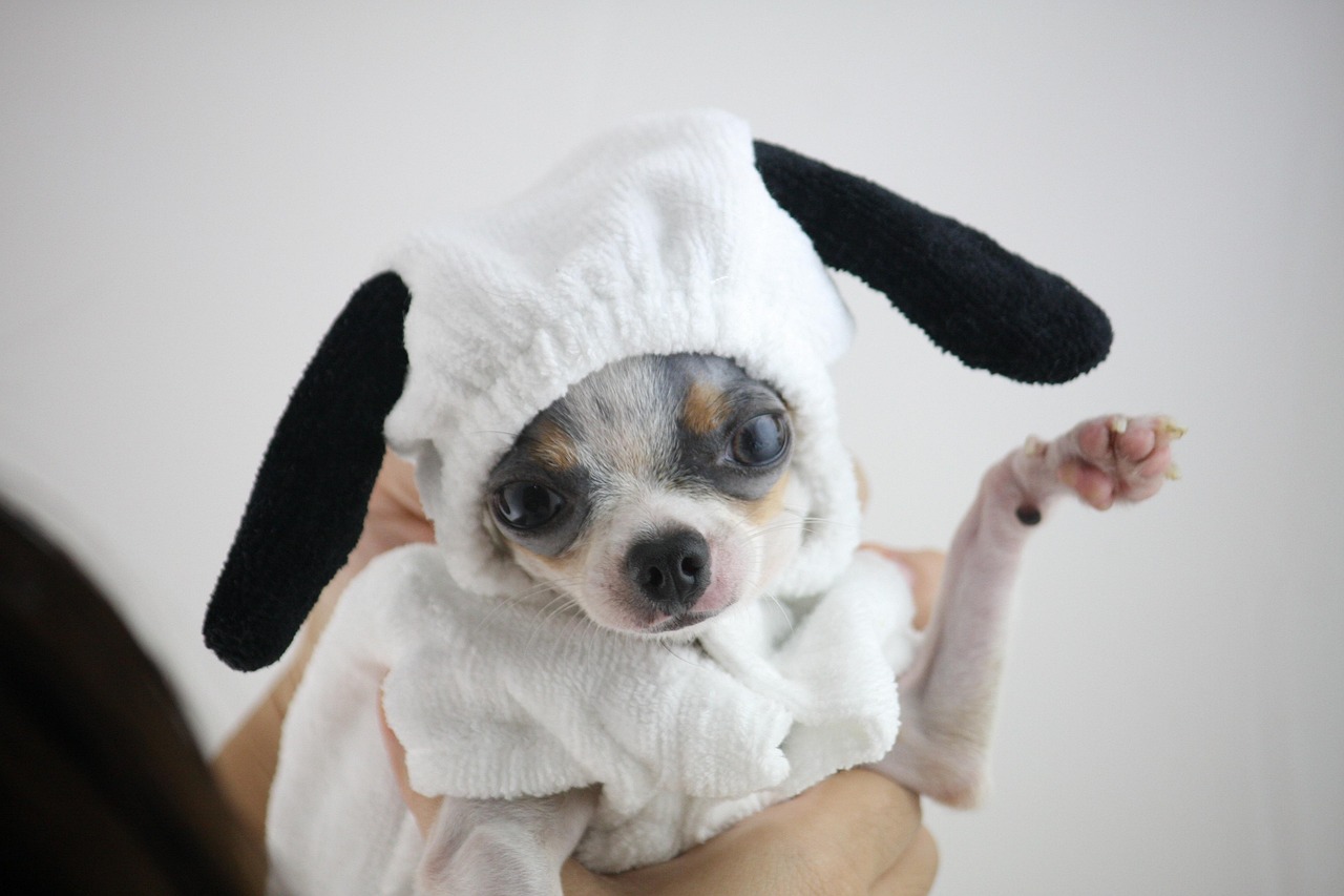 Adorable Snoopy Dog Halloween Costume Ideas for Your Furry Friend